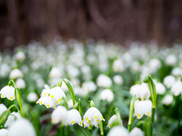 snowdrops